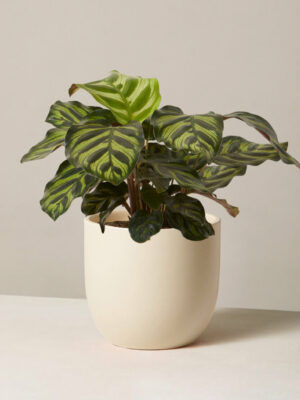 Red Prayer Plant