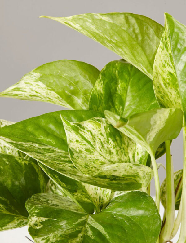 Marble Pothos
