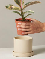 Ficus Tineke